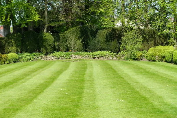 Professional striped lawn